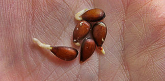 THIS is Apple Seeds and Cancer