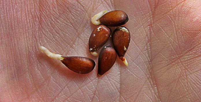 Apple Seeds and Cancer THIS is What the Government Has Been Hiding From Us for Years THIS is Apple Seeds and Cancer