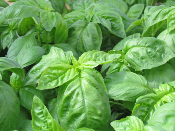 BASIL (OCYMUM BASILUM)