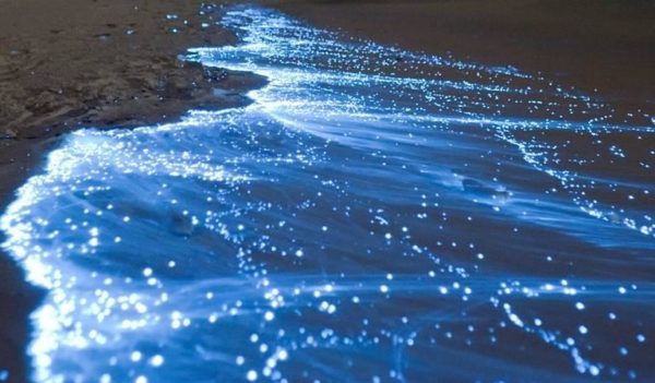 Bioluminescence-on-shore In Costa Rica