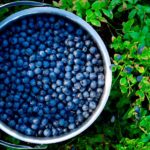 How To Make Your Own Unlimited Supply Of Blueberries