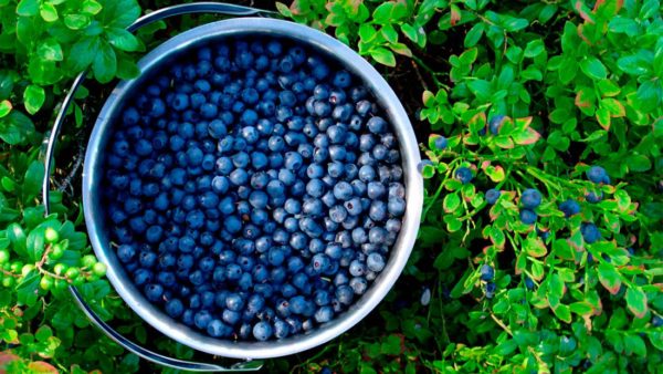 How To Make Your Own Unlimited Supply Of Blueberries