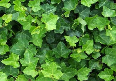 IVY (HEDERA HELIX)