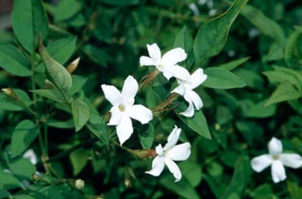 JASMINE (JASMINIUM)