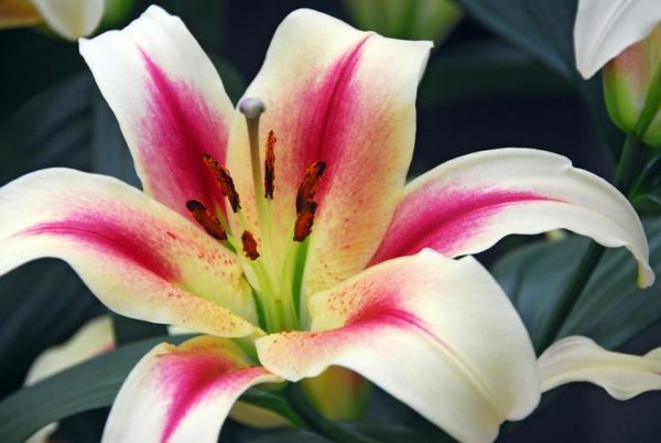 LILY (LILIUM)