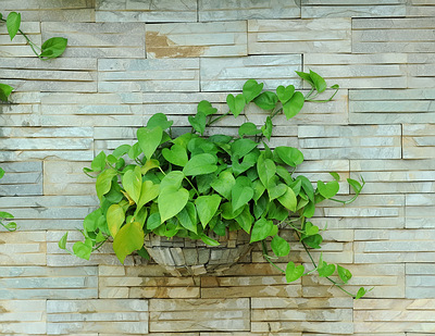 MONEY PLANT (EPIPREMNUM AUREUM)