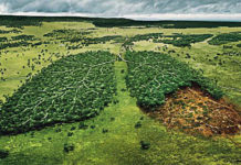 Norway First Country To Ban Deforestation