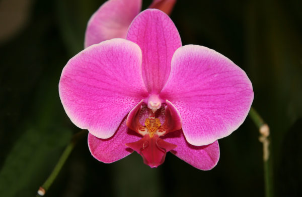 ORCHID (ORCHIDADAEA)