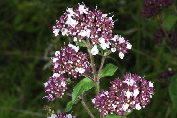 OREGANO (ORIGNUM VULGARE)