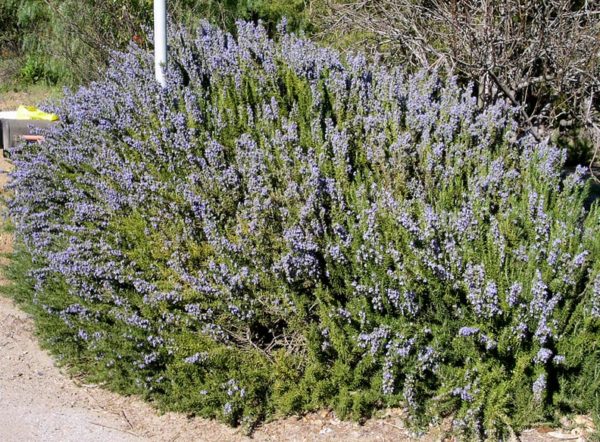 ROSEMARY (ROSMARINUS OFFICINALIS)