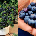Stop Buying Blueberries And Make Your Own Unlimited Supply! THIS Is How…