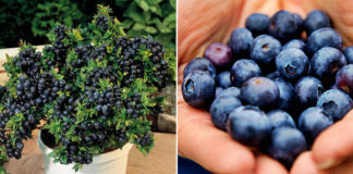 Blueberries How To Make Your Own Unlimited Supply