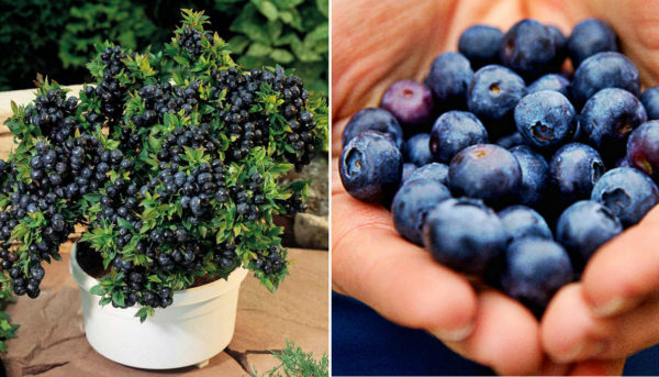 Blueberries How To Make Your Own Unlimited Supply