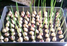 Garlic How To Grow An Endless Supply