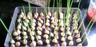 Garlic How To Grow An Endless Supply