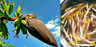 Banana Flower The Incredible Health Benefits