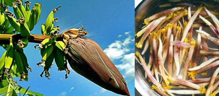 Banana Flower The Incredible Health Benefits