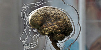 Spice Prevents Fluoride From Destroying Your Brain