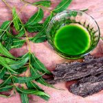 THIS Is The Most Beneficial, Powerful And Majestic Tree In The Entire World…