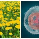 Everyone has this plant but NOBODY knows that it makes cancer cells disintegrate within 48 hours