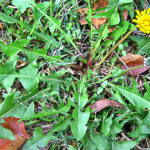 Everyone has this plant makes cancer cells disintegrate within 48 hours