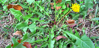 plant cancer disintegrate within 48 hours