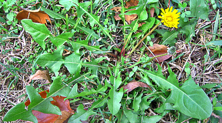 plant cancer disintegrate within 48 hours