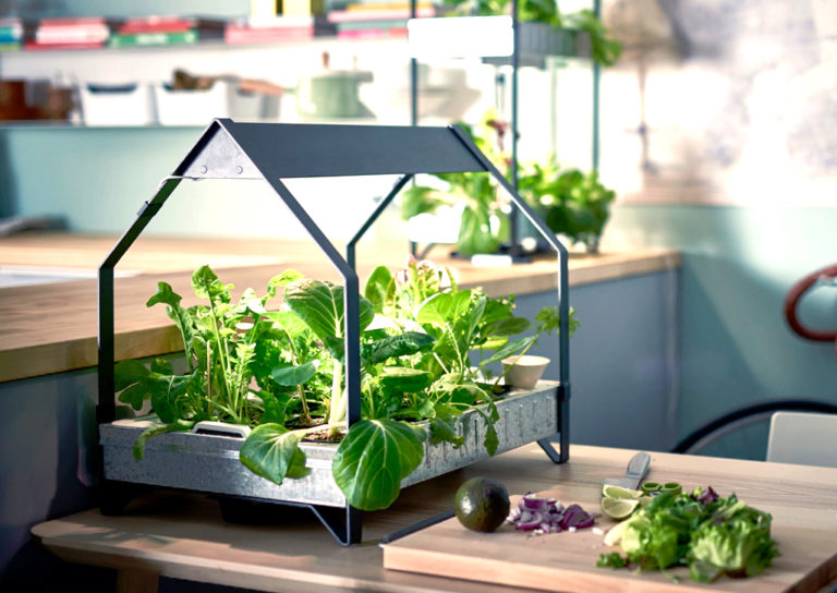 Grow Vegetables Without A Garden