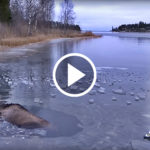 Moose Falls Through Ice And Drowns, But Watch What This Smart Brave Woman Does To Rescue It…