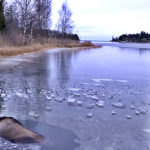 Moose Falls Through Ice And Starts Drowning, But This Brave Woman Finds A Smart Way To Rescue It
