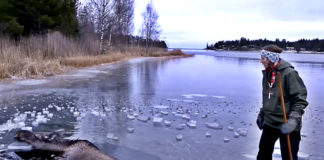 moose-drowning-woman-finds-a-smart-way-to-rescue-it