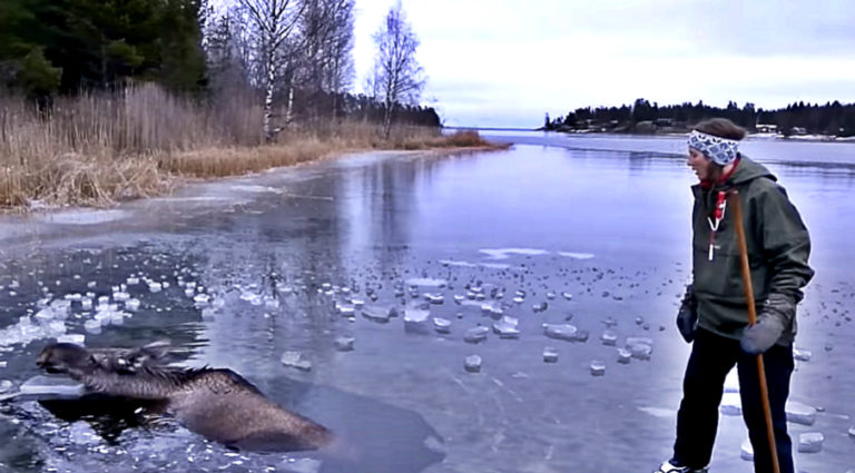 moose-drowning-woman-finds-a-smart-way-to-rescue-it