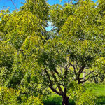 The Most Beneficial Tree In The Entire World