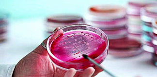 Blood From Vegans Is 8 Times More Protective Against Cancer