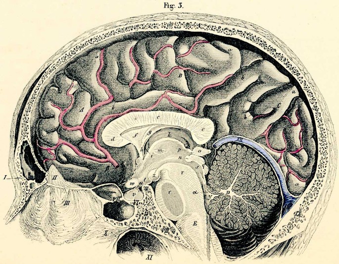 THE PINEAL GLAND IS PART OF A COMPLEX AND FASCINATING SYSTEM