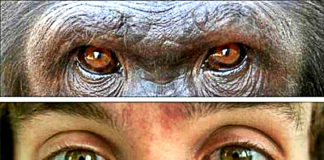 Why Struggle To Maintain Eye Contact