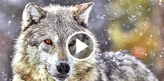 I Don't Care About TV Commercials, But THIS Is The Best One I Have Ever Seen...