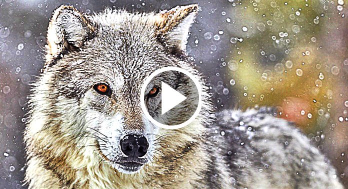 I Don't Care About TV Commercials, But THIS Is The Best One I Have Ever Seen...