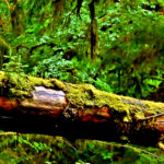 One Of The Most Hypnotizing Videos Of Nature With A Message That Will Touch Your Soul