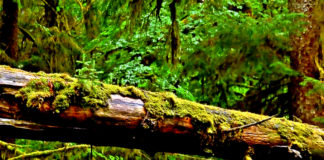 hypnotizing-video-of-nature