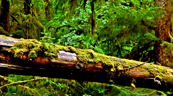 One Of The Most Hypnotizing Videos Of Nature With A Message That Will Touch Your Soul hypnotizing-video-of-nature