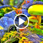 THIS Is One Of The Most Hypnotizing Videos Of Nature, The Message Inside Will Deeply Touch Your Soul…