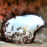 Exterminator Reveals Cheap Secret Never see ants in your home again