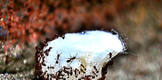 Exterminator Reveals Cheap Secret: Never see ants in your home again… Exterminator Reveals