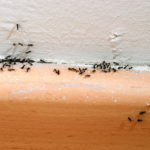 Exterminator Reveals Cheap Secret Never see ants in your home again!