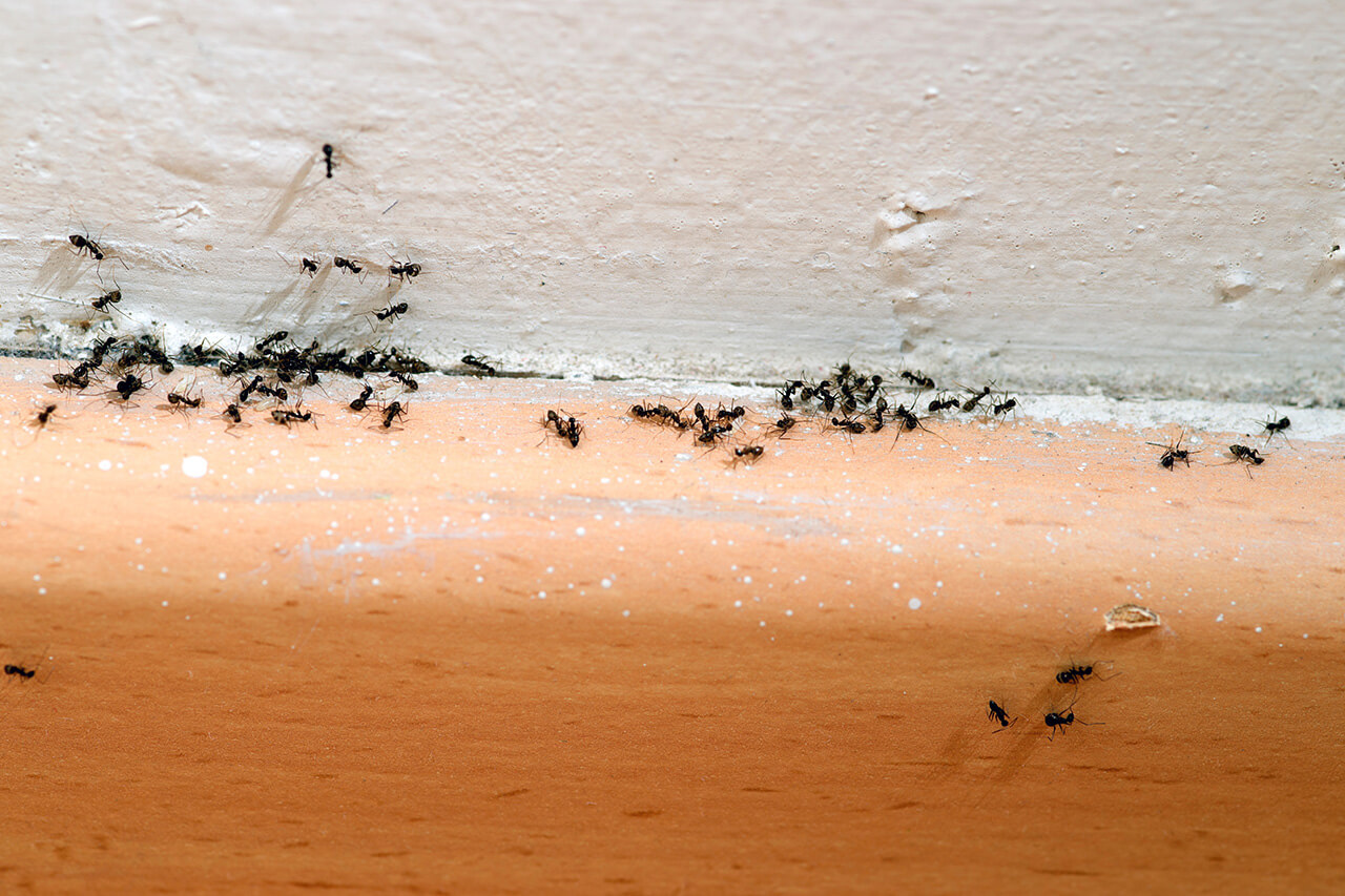 Exterminator Reveals Cheap Secret Never see ants in your home again
