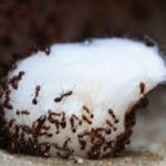 Exterminator Reveals Cheap Secret To Never see ants in your home again!