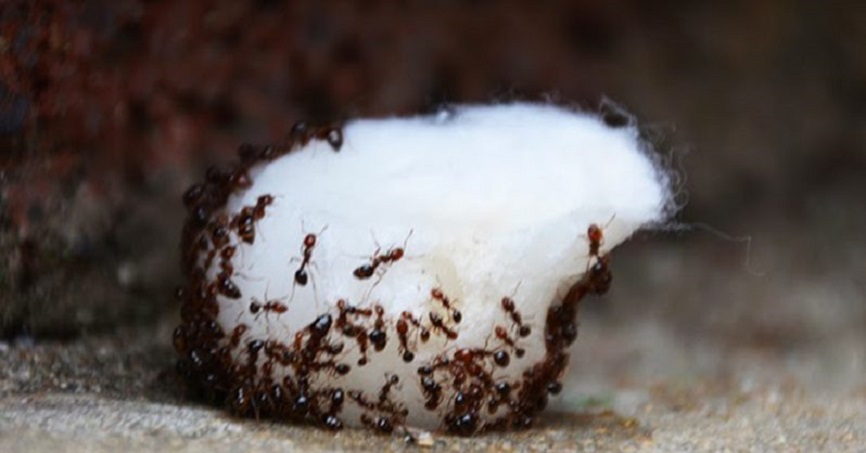 Exterminator Reveals Cheap Secret To Never see ants in your home again