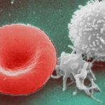 Fasting for Three Days can Regenerate the Entire Immune System of Humans