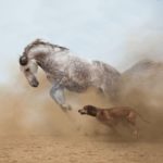 Faster than the Fastest.